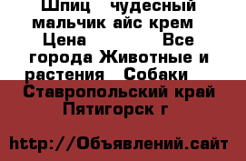 Шпиц - чудесный мальчик айс-крем › Цена ­ 20 000 - Все города Животные и растения » Собаки   . Ставропольский край,Пятигорск г.